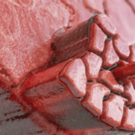 INVICTUS-RIBEIRAO-PIRES-SISTEMA-IMUNE